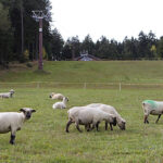Ovce spásají trávu na sjezdovce, po ochlazení je vystřídají sněžná děla