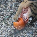 VIDEO: Dýně v hlavní roli. Podzimní prázdniny v zoo si užívá tygr i surikaty