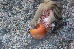 VIDEO: Dýně v hlavní roli. Podzimní prázdniny v zoo si užívá tygr i surikaty