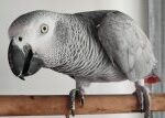 Britská zoo si neví rady se sprostě mluvícími papoušky | iROZHLAS
