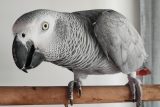 Britská zoo si neví rady se sprostě mluvícími papoušky | iROZHLAS