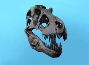 Pokud by dinosauři skutečně existovali, nebyly by jejich kosti všude?