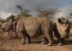 Záchrana nosorožce bílého severního se přiblížila | iROZHLAS