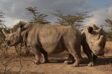Záchrana nosorožce bílého severního se přiblížila | iROZHLAS