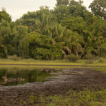 Na jihu Brazílie vyhlásili stav nouze kvůli požárům v mokřadu Pantanal