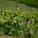 Vinaři mají problém se sháněním sezonních pracovníků, chybí traktoristé