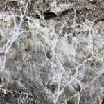 V ČR vzniká první stavba využívající podhoubí mycelium