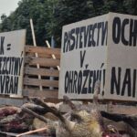 Vlčích útoků přibylo na Vysočině i v Česku
