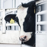 Rituální porážky budou zřejmě možné i ke komerčním účelům, Sněmovna to schválila