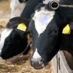 Veterináři ukončili kontroly farem, problém mají v České Jablonné