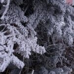 VIDEO: Krystaly ledu pokryly stromy, mráz na Vysočině čaruje