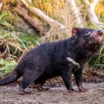 Lidé mohou v Zoo Praha vidět skupinu čtyř nových ďáblů medvědovitých z Tasmánie