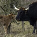 Prvním narozeným mládětem v milovické rezervaci je letos pratur