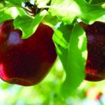 Ovoce v obchodech? Jablka se nejčastěji dovážejí z Polska, švestky z Moldavska