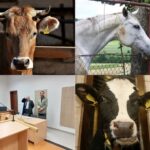 Šokující týrání zvířat na Vysočině: ubití psa o kamna i hladovění koně
