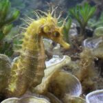 Zoo Plzeň po 25 letech opět chová mořské koníky, má jich 15 a chce je množit