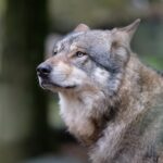 Čtyři mrtví vlci nalezení na Jesenicku byli pravděpodobně otráveni