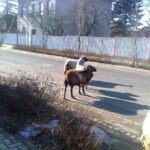 FOTO: Prasata, kozel a ovce ničí zahrady v Hněvkovicích