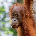 Policie v Thajsku zadržela muže podezřelého z pašování dvou mláďat orangutana