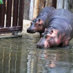 Safari Park Dvůr Králové vypustil do venkovní expozice stádo pěti hrochů
