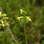 V Českém ráji našli po 13 letech vzácnou orchidej