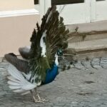 Zámek ve Světlé přišel tragicky o krásného páva