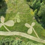 Jako obrazce na planině Nazca: Mozaiková seč na Hojkovském rašeliništi