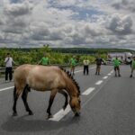 Miroslav Bobek: Třikrát z Návratu divokých koní