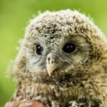 Pár puštíků bělavých odchovává v ostravské zoo sedm mláďat