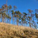 Přeživší stromy hrají klíčovou roli v obnově lesa po kalamitách