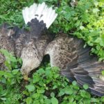 Rodina orlů mořských, jediná v CHKO Železné hory, byla nejspíš otrávena