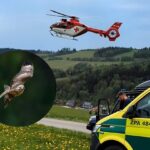 Srážka s dravcem smetla motorkáře