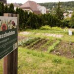 Zelenina ze hřbitova: Vídeň podporuje netradiční městské zahradničení