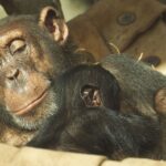 Ostravská zoo odchovává čtvrté mládě ohroženého šimpanze hornoguinejského