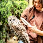 Sedm mladých puštíků bělavých ze Zoo Ostrava bude vypuštěno do přírody v Rakousku
