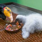 V Zoo Praha odchovávají poprvé kondora menšího pomocí maňásků