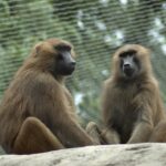 Zoo v Norimberku utratila 15 paviánů, aby uvolnila přeplněný výběh