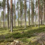 Vědci zmapovali rozmanitost mykorhizních hub