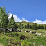 Ovce pomáhají s péčí o horské hole nad jesenickou Ovčárnou