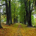 Arnika zahájila u Lemberské lipové aleje 16