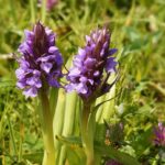 AOPK zpětinásobila chráněné slatiniště u Přimdy se vzácnými orchideje a tolijemi