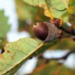 Dub pýřitý - perspektivní dřevina do měnícího se klimatu