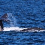 Island příští únor předloží návrh zákona zakazující komerční lov velryb
