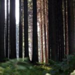 Lidé ani turisté na Šumavě netuší, kde jsou chemikálie, do lesa se nebojí chodit Lidé ani turisté na Šumavě netuší, kde jsou chemikálie, do lesa se nebojí chodit