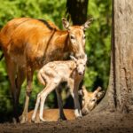 Ostravská zoo pomáhá zachovat 14 druhů vyhubených v přírodě