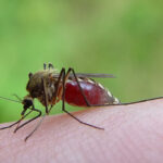 V Londýně se poprvé rozmnožil tropický komár přenášející dengue a virus zika