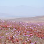 Chilská poušť Atacama po deštích přinesených El Niňem rozkvetla