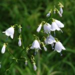 Olomoucká botanická zahrada zachraňuje zvonovec liliolistý, daří se množit Olomoucká botanická zahrada zachraňuje zvonovec liliolistý, daří se množit