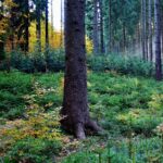 Přirozenou obnovu lesa v přírodních rezervacích Beskyd ovlivňuje okus zvěří Přirozenou obnovu lesa v přírodních rezervacích Beskyd ovlivňuje okus zvěří