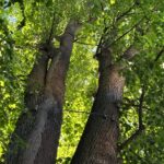 TreeTag poprvé v České republice: od kvantifikace ekosystémových služeb k jejich srozumitelné komunikaci